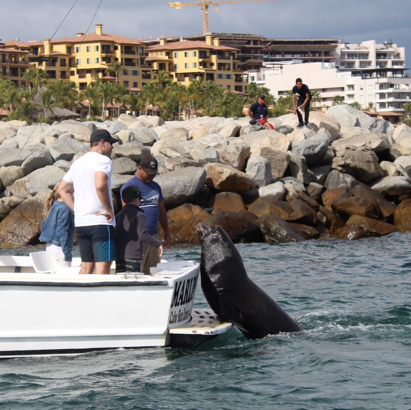 Sea Lion Interacting With People On A Boat Near The Marina