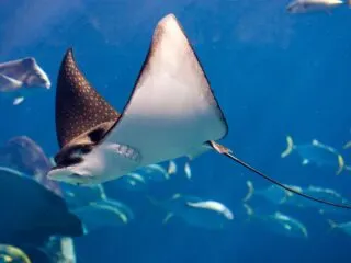 Tourist Attacked By Manta Ray In La Paz, Here’s How To Stay Safe