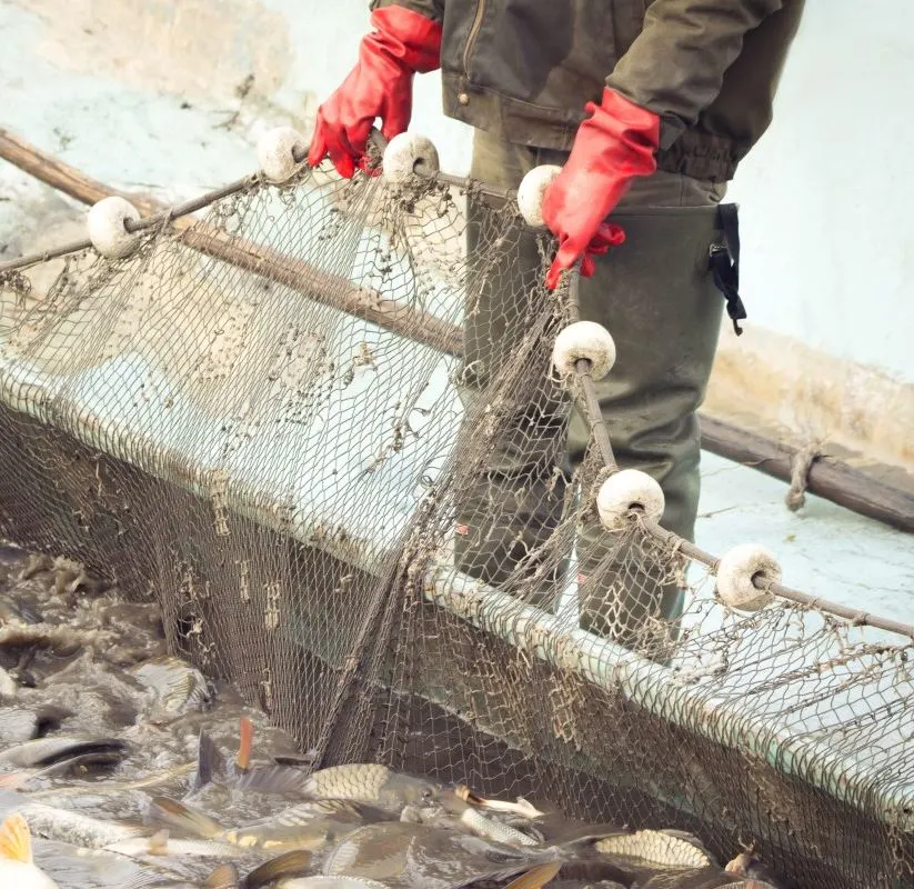 Commercial fishing net being pulled in by man