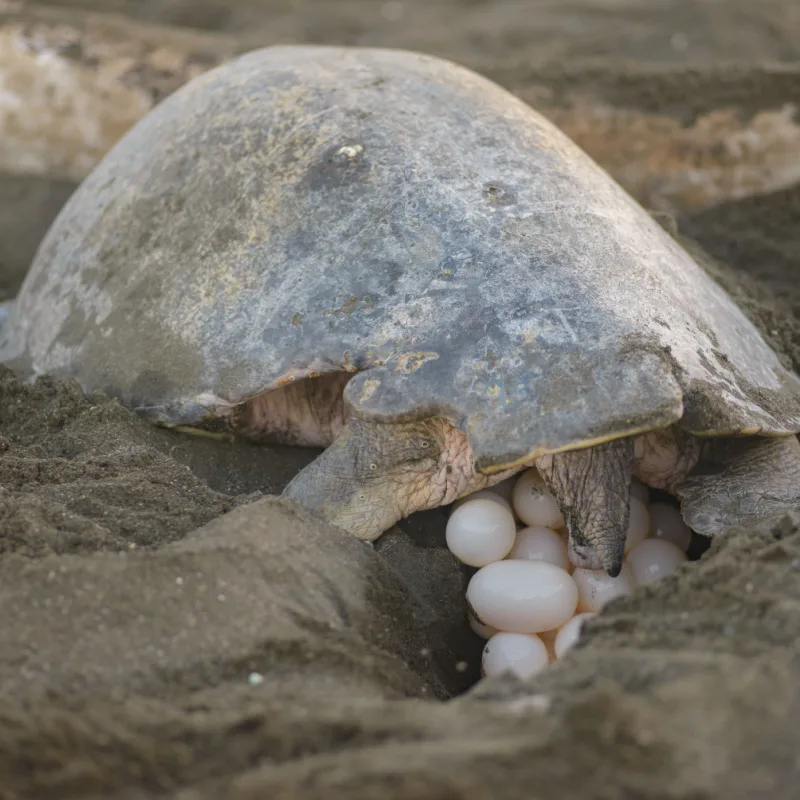 Turtle nesting on a beach