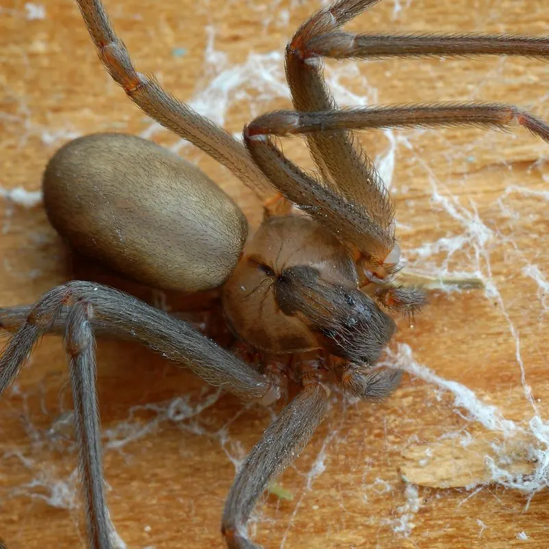 A baja brown recluse up close showing its violin marking