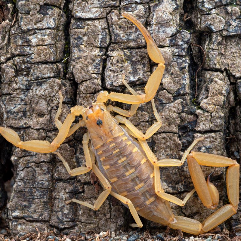 A bark scorpion climbing a tree