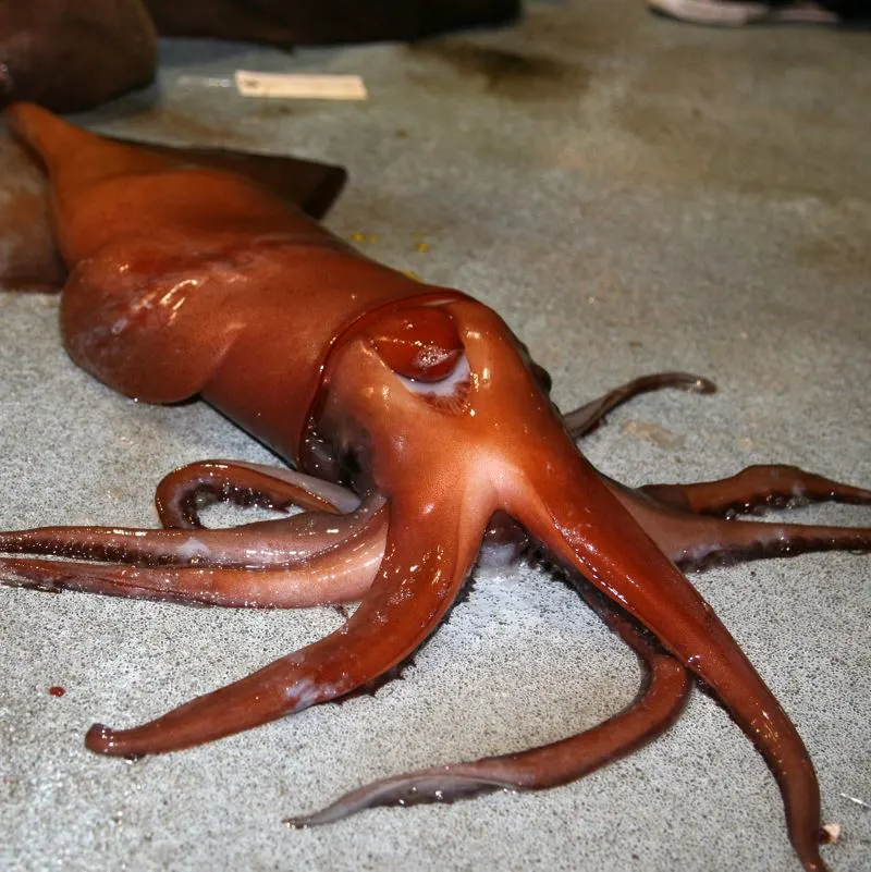 A small humboldt squid on a fishing boat deck