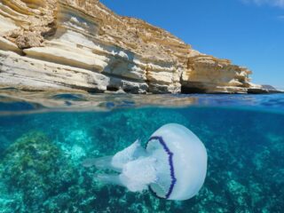 Jellyfish Stings Are Increasing In Los Cabos — Here Is How You Can Stay Safe