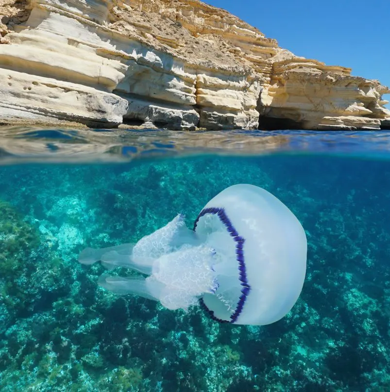 Jellyfish Swimming Near the Shore in Los Cabos