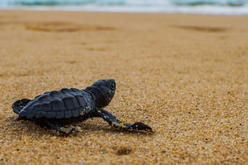 Los Cabos Sea Turtle Season Officially Begins, See Them Up Close On These Fascinating Tours