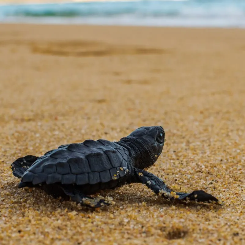 Sea Turtle on a Beach