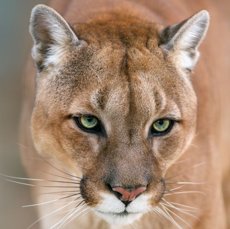 A mountain lions face up close