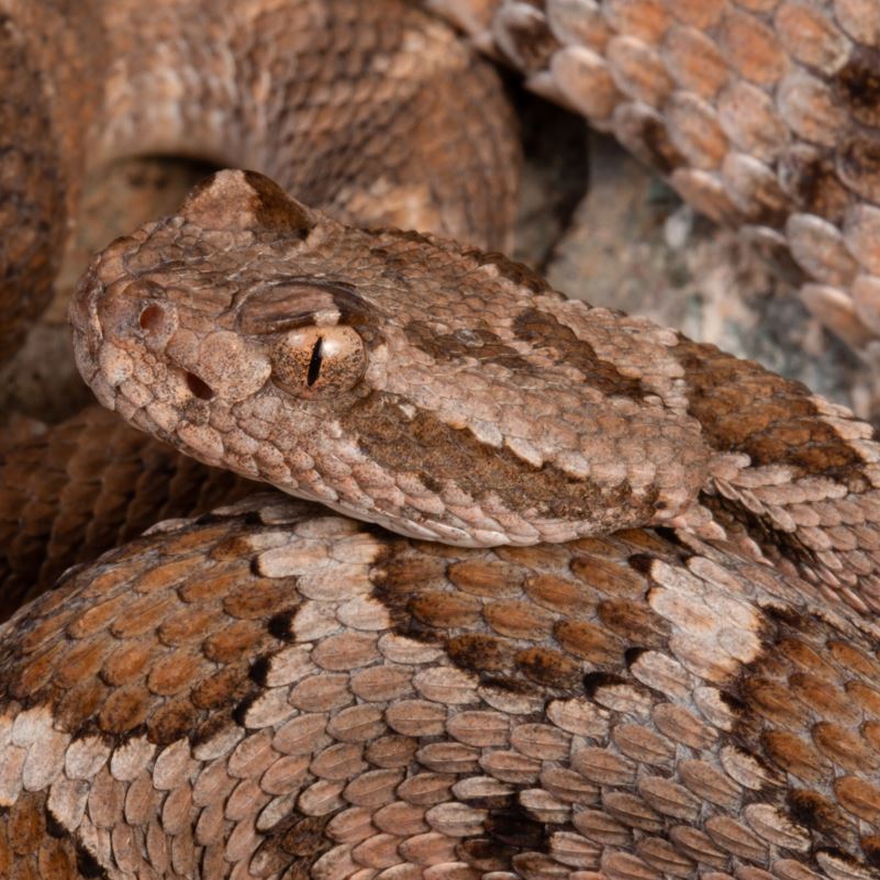 A baja californian rattlesnakes head up close