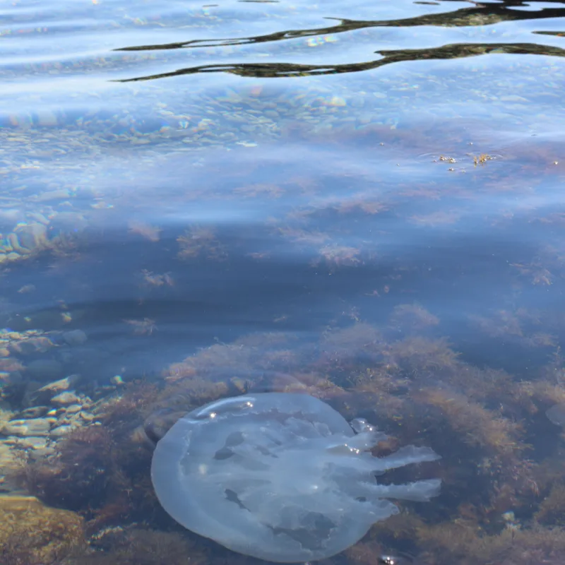 jellyfish near the shore that can potentially hurt tourists