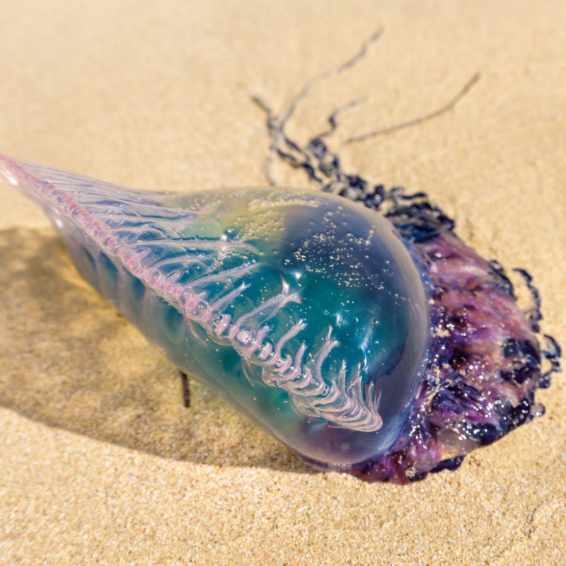 Portuguese Man of War Lying on the Beach