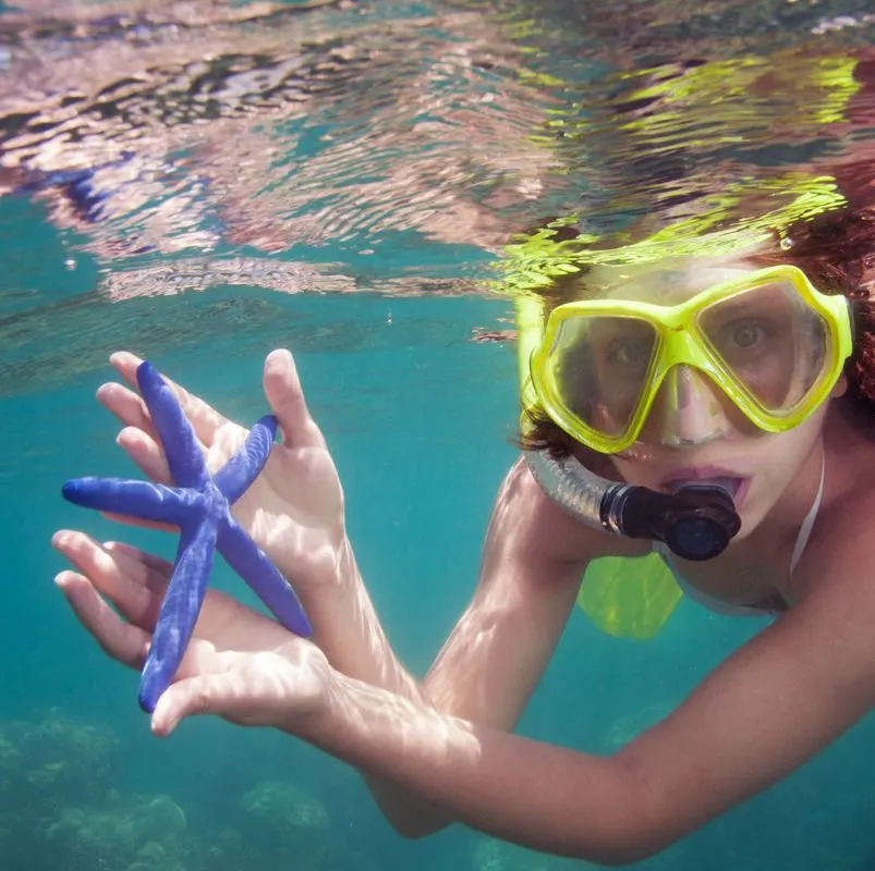 A snorkeler holding a blue starfish underwater