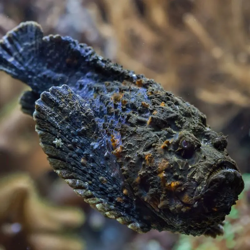 A stonefish swimming amongst coral