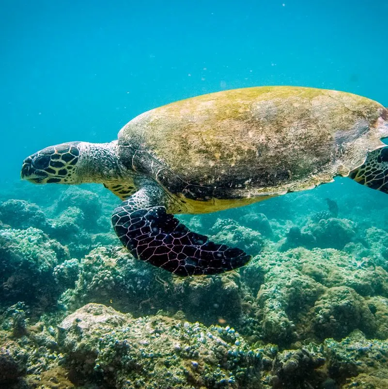 A turtle swimming underwater 
