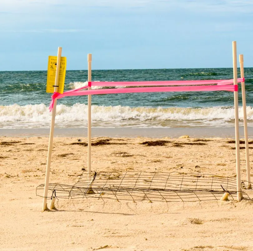 beach with sea turtle nest