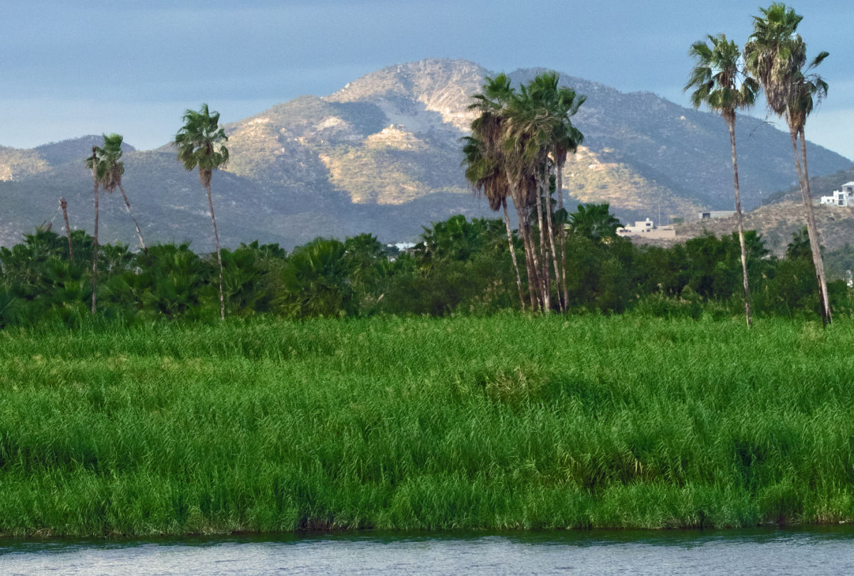 The San José del Cabo Estuary on a sunny day with palm trees and mountains in the background