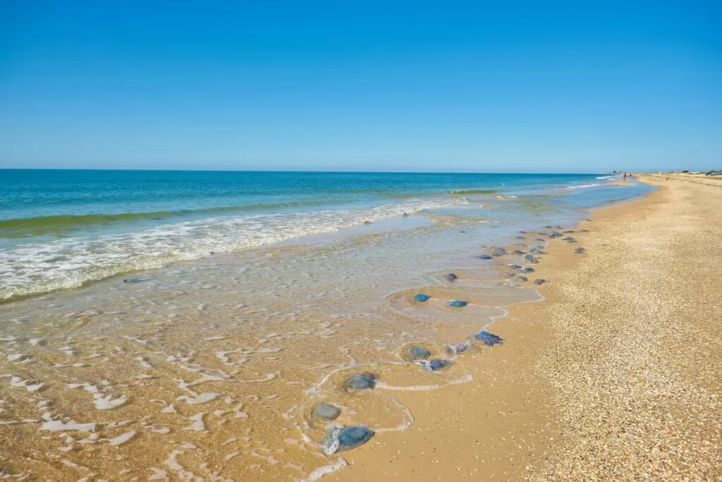 Los Cabos Officials Warn Tourists To Practice Extreme Tourist Precautions For Jellyfish Right Now