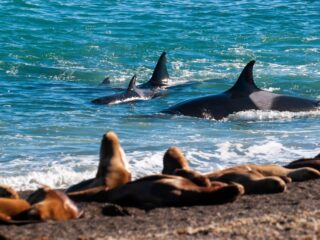 Orcas swimming off shore hunting sea lions