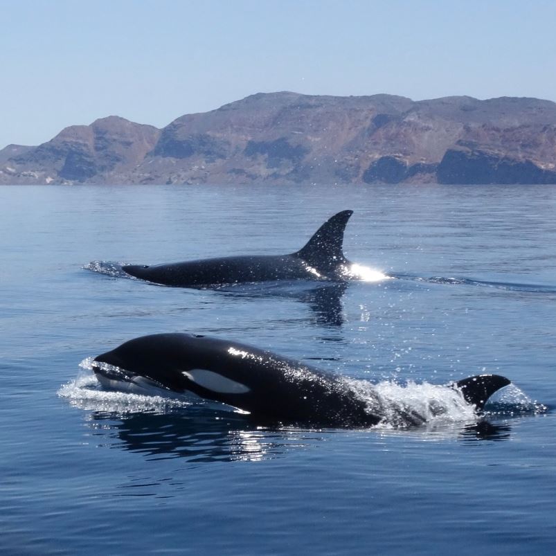 Orcas swimming in the ocean near La Paz