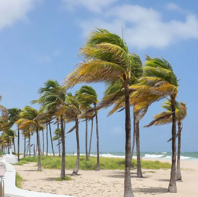 Palm trees getting hit by the wind in a storm