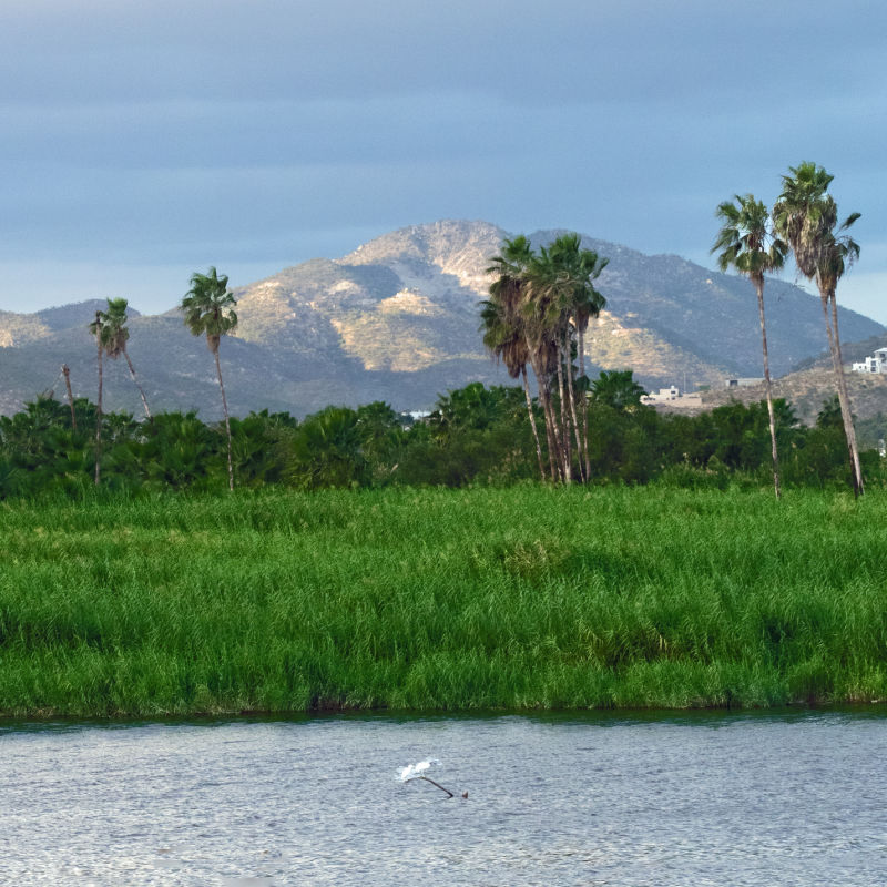 Beautiful View of Nature in San Jose Del Cabo at the Estuary