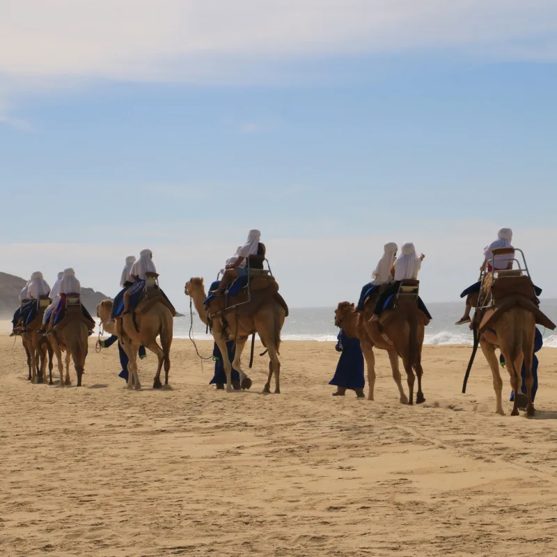 Tourists Riding Camels on the Beach in Cabo San Lucas, Mexico