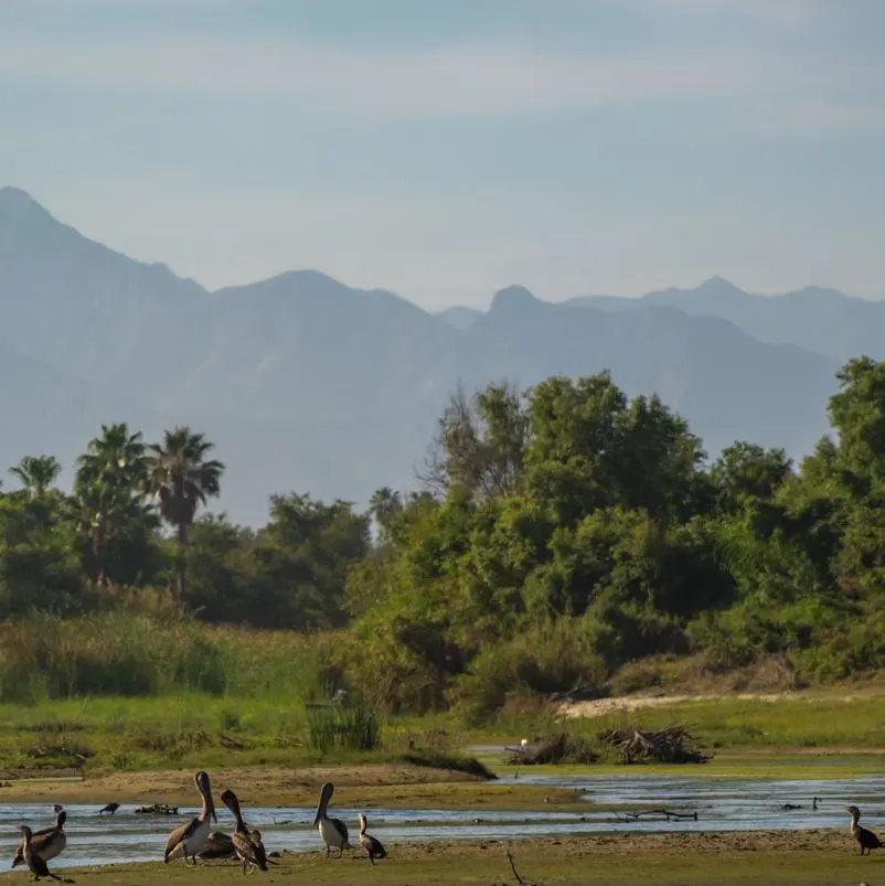 Birds In The San Jose del Cabo Nature Reserve