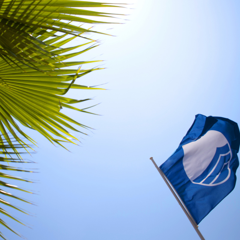 blue flag and palm trees