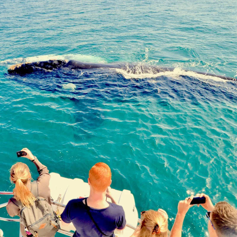 people on boat whale watching