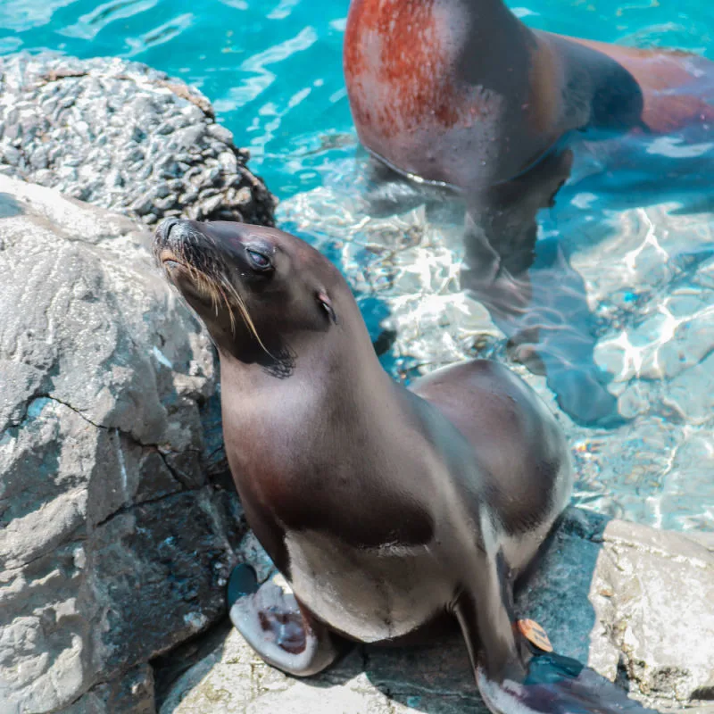 sea lion on rocks