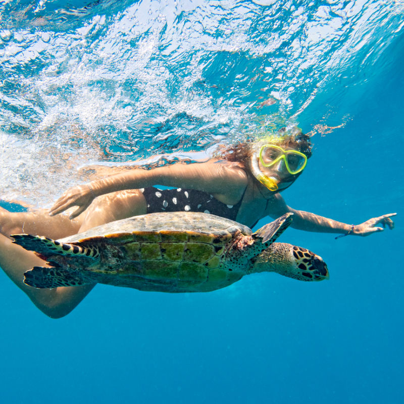 snorkeler with a turtle