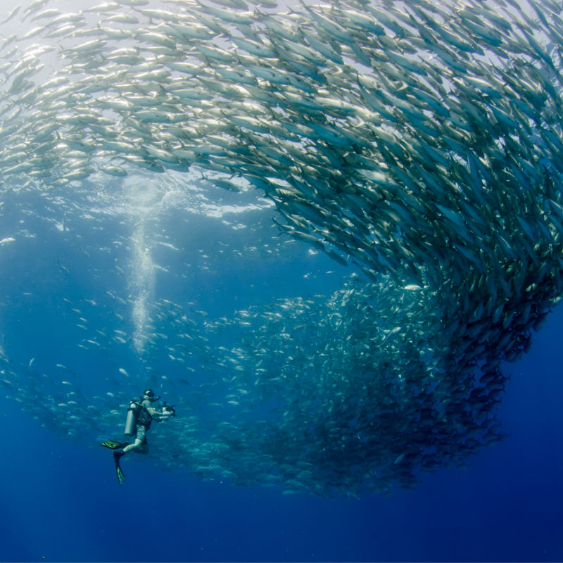 Big-eye-Trevally-Jack-Forming-a-school-with-a-diver.-Cabo-Pulmo-National-Park