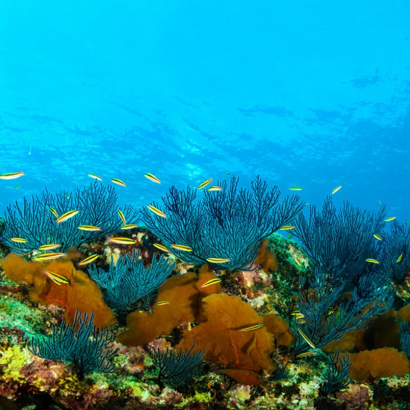 Coral reef in Cabo Pulmo National Park