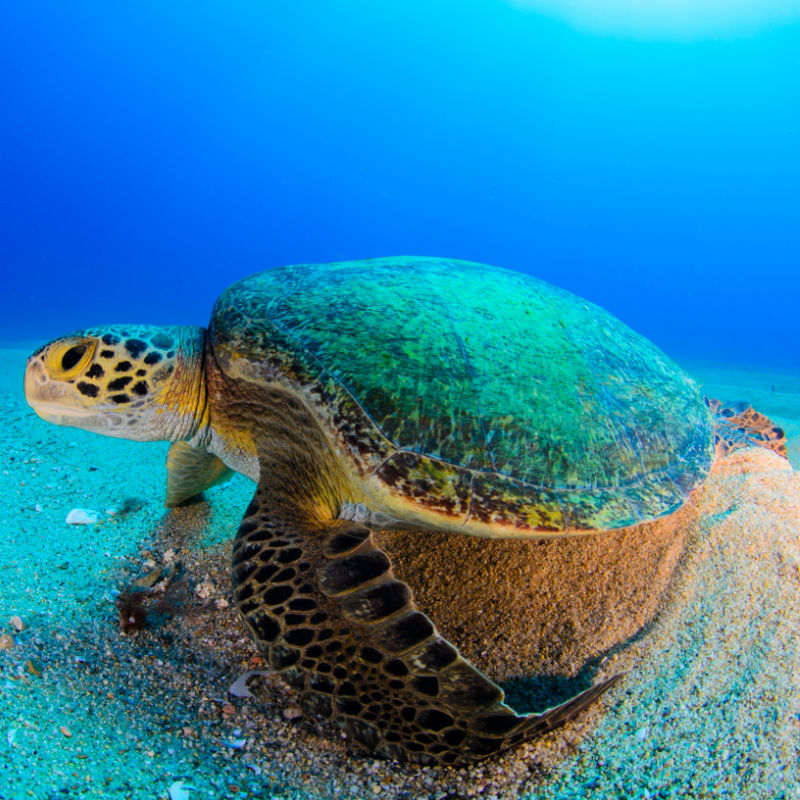 Sea turtle resting in the reefs of Cabo Pulmo National Park.