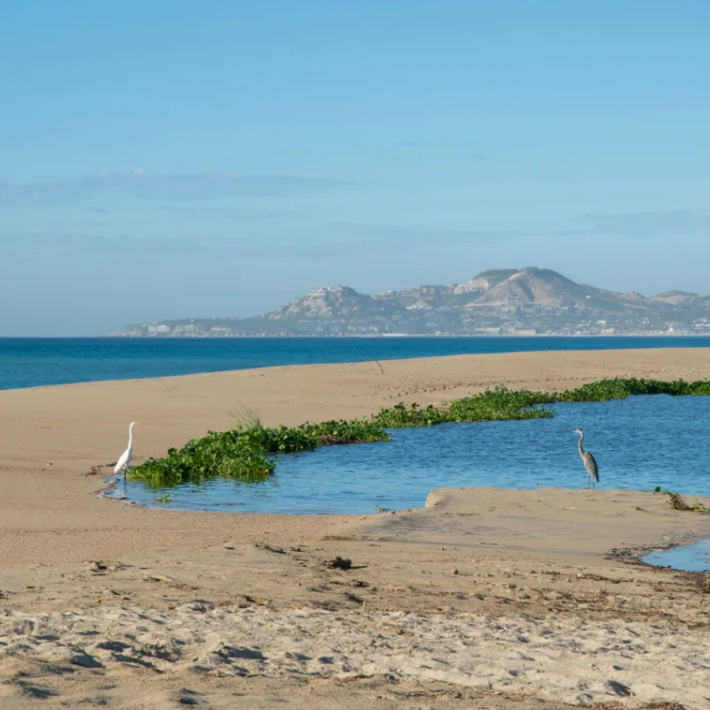 Thin band of sand separates the Pacific Ocean from the San Jose del Cabo Estuary in Baja California Sur, Mexico