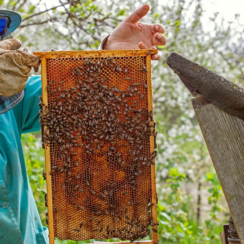 beekeeper with honeycomb