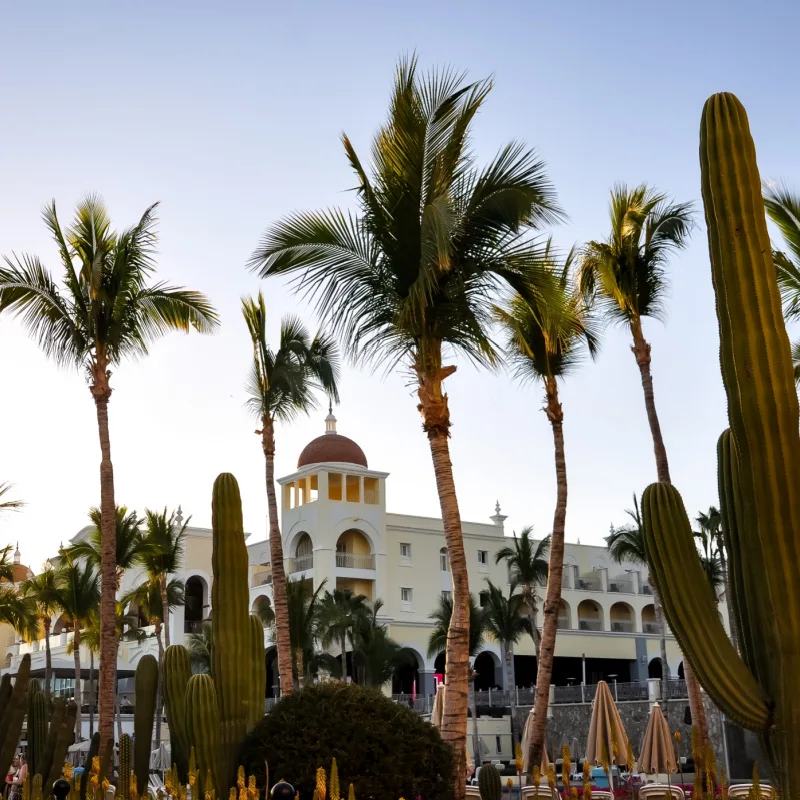 hotel and palm trees cabo san lucas