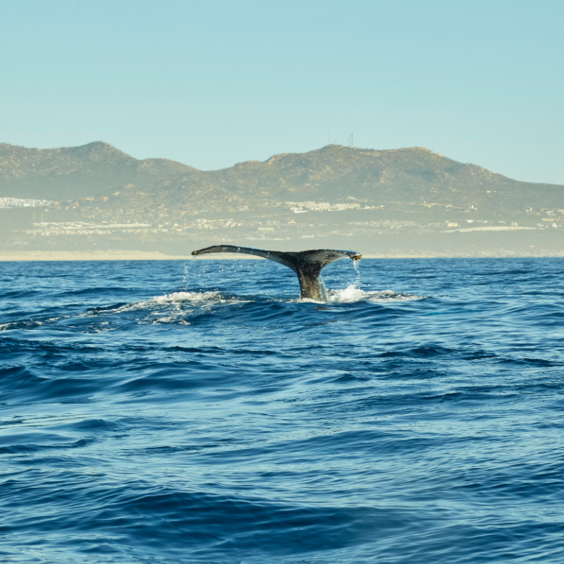 whale tail in the ocean