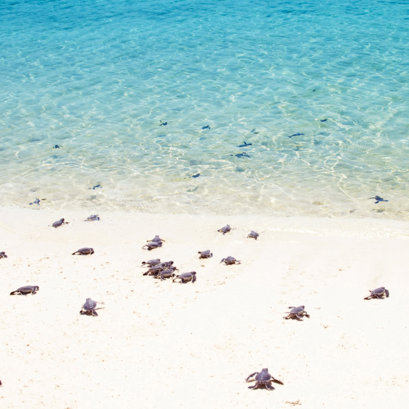 Baby turtles running towards the sea