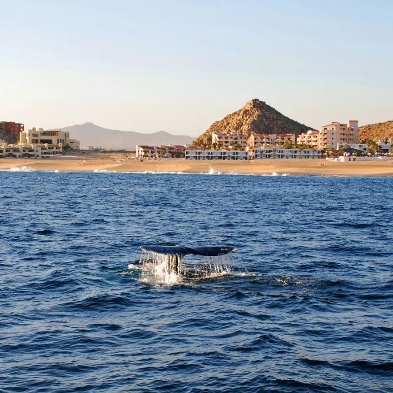 Gray whale tail in Cabo San Lucas