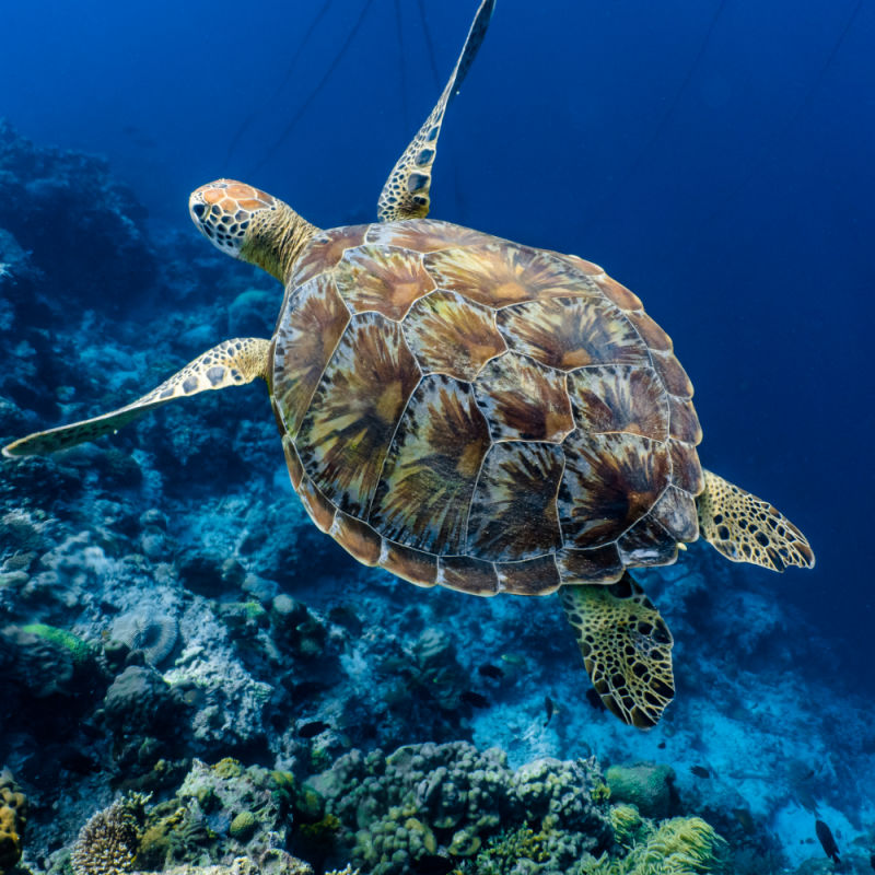 Green sea turtle swimming above a coral reef close up