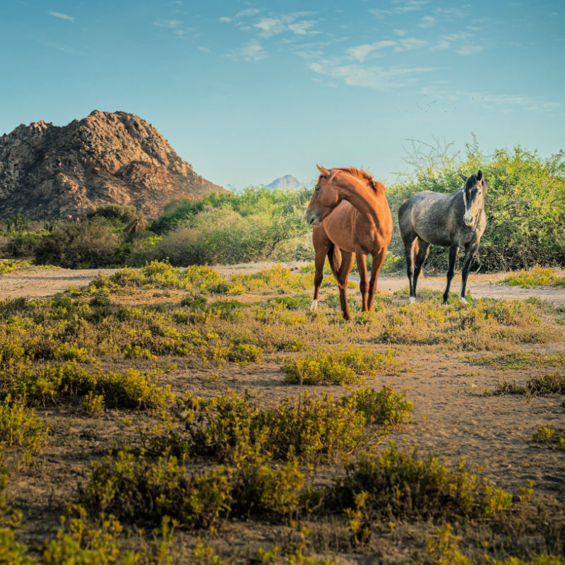 Horses in Cabo Pulmo, Mexico