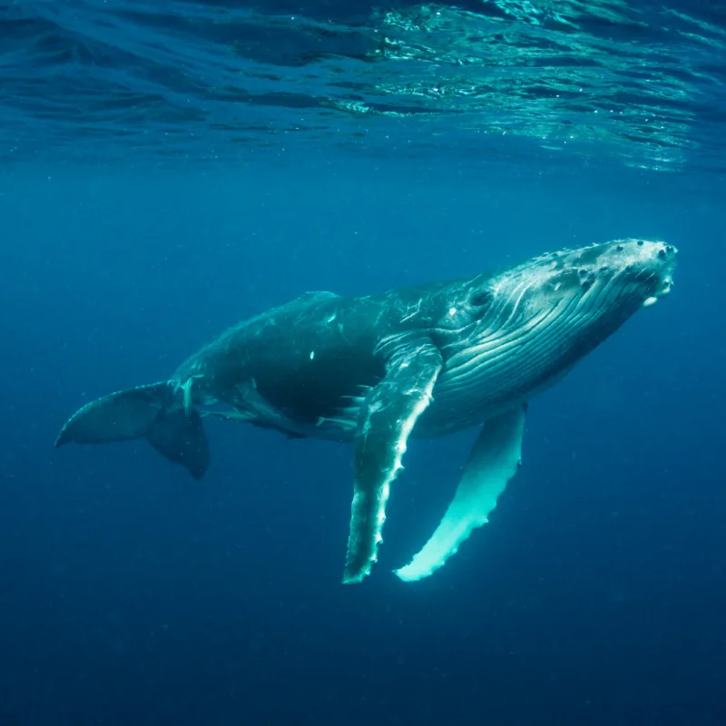 Humpback whale calf in the Pacific Ocean