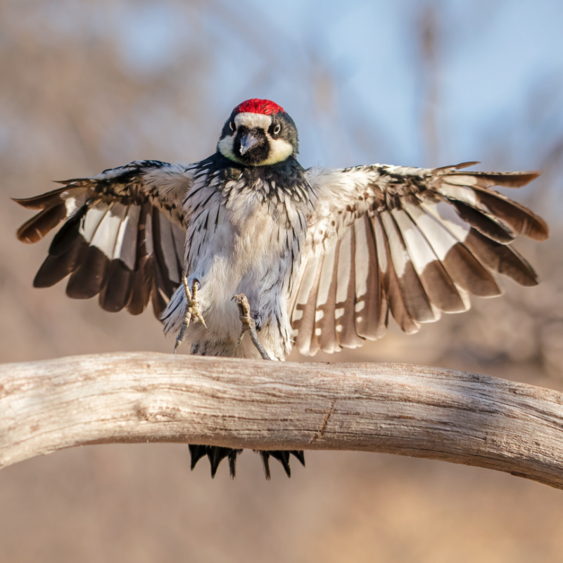 Male Acorn Woodpecker landing on a branch in an oak woodland.