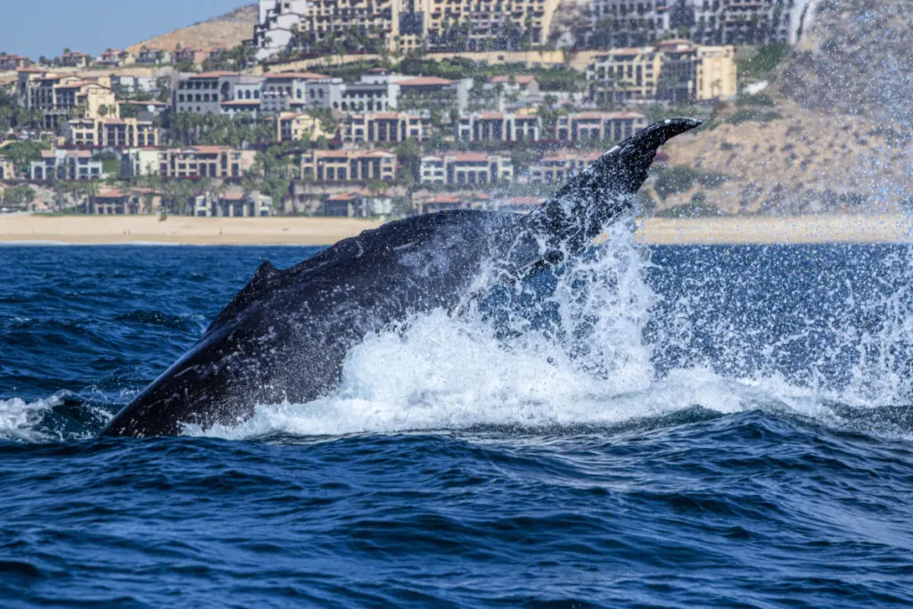 Whale near coast in Cabo