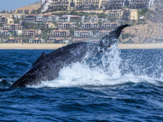 Top 5 Beaches For Spotting Whales In Los Cabos This Year