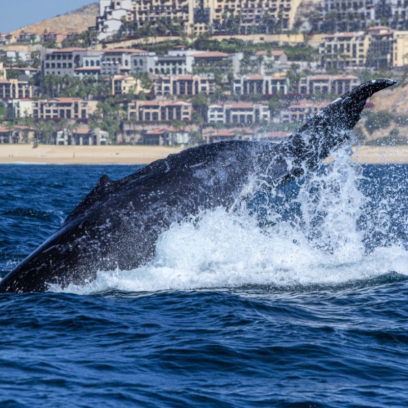 Whale jumping in water near Los Cabos beach