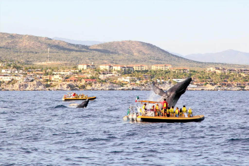 5 Ways To See Whales In Los Cabos Without Taking A Tour