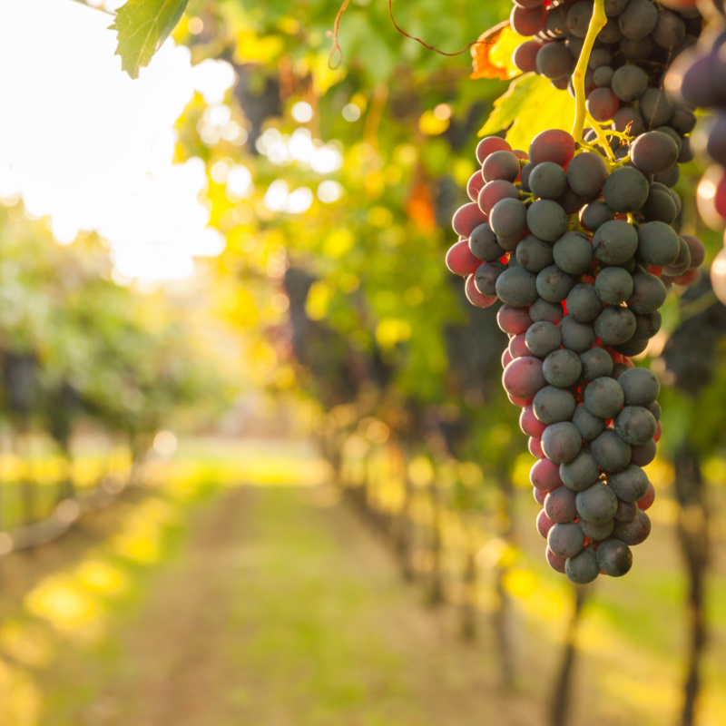grapes at a vineyard