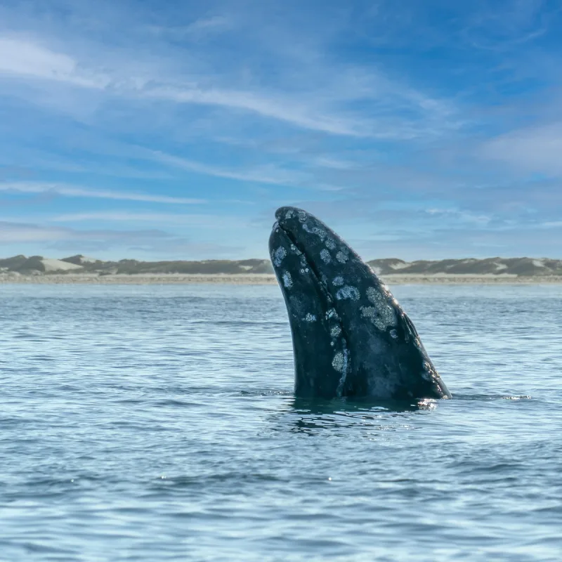 grey whale spy hopping near whalewatching boat in magdalena bay baja california mexico